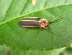 Photinus pyralis