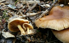 Pholiota spumosa