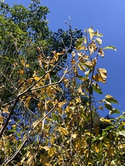 Ficus erecta beecheyana