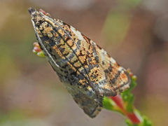 Syricoris lacunana