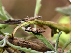 Crocidosema plebejana