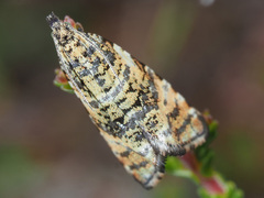 Syricoris lacunana