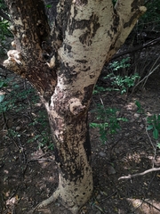 Vachellia leucophloea