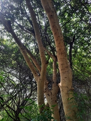 Vachellia leucophloea