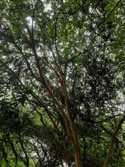 Vachellia leucophloea