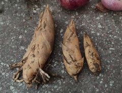 Phyllostachys edulis
