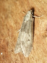 Aphomia baryptera