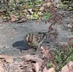 Spizella passerina