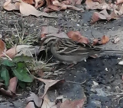 Spizella passerina