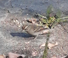 Spizella passerina