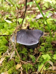 Entoloma medianox