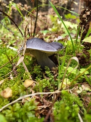 Entoloma medianox