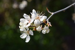 Prunus mexicana