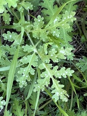 Eucrypta chrysanthemifolia