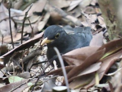 Turdus cardis