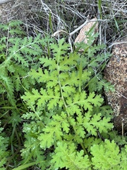 Eucrypta chrysanthemifolia