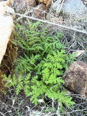 Eucrypta chrysanthemifolia