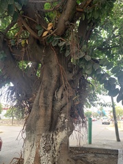 Ficus cotinifolia