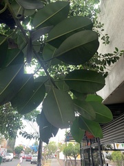 Ficus cotinifolia