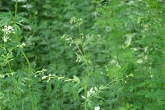 Thalictrum simplex