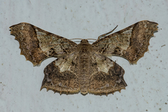 Krananda semihyalina