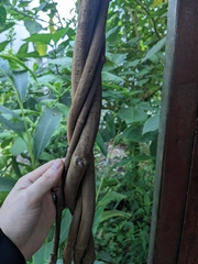Banisteriopsis caapi