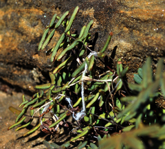 Pellaea glabella