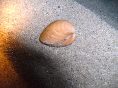 Laevicardium crassum