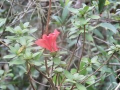 Rhododendron simsii