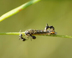 Jalmenus evagoras