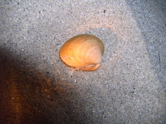 Laevicardium crassum