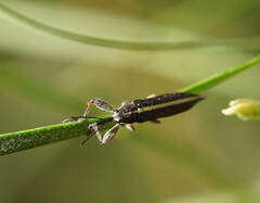 Rhinotia suturalis