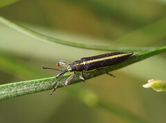Rhinotia suturalis