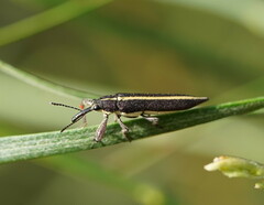 Rhinotia suturalis