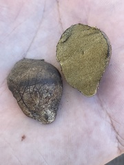 Rhizopogon