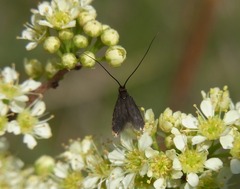 Adelidae
