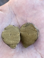 Rhizopogon