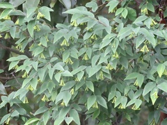 Wikstroemia nutans