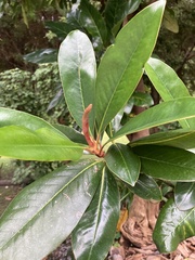 Myrsine salicina