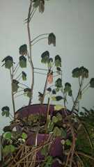 Polyscias balfouriana