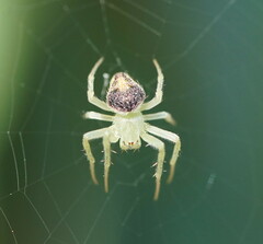 Araneus circulissparsus