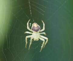 Araneus circulissparsus