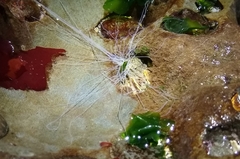 Eupentacta quinquesemita