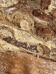 Coptotermes formosanus