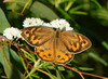 Common Brown - Photo (c) Reiner Richter, some rights reserved (CC BY-NC-SA), uploaded by Reiner Richter