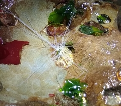 Eupentacta quinquesemita