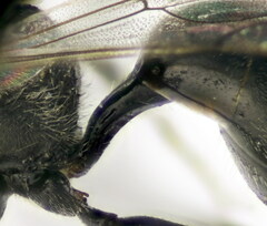 Psenulus fuscipennis