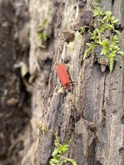 Dictyoptera aurora