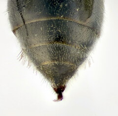 Psenulus fuscipennis