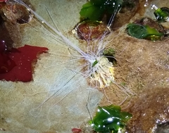 Eupentacta quinquesemita